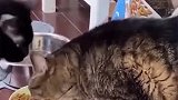 看到猫咪这吃法，我好像突然明白，它为什么会这么胖了