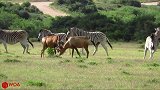 猎豹伏击斑马，转瞬间却被斑马追着跑落荒而逃，无奈只好躲在树上