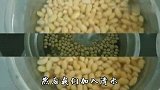 腐竹原来是这么制作的！一碗黄豆三碗水，简单工具就能自己做腐竹