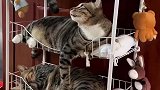 猫咪选楼层