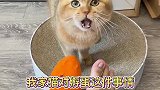 为了让他女朋友出生，我付出了太多猫咪 猫咪日常