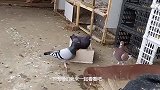 一公鸽子配两母鸽子，公鸽子也真是忙坏了，看完我真是笑了！