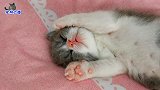 小奶猫偷偷跑出产房，可爱的睡姿萌化主人，包治所有不开心哦