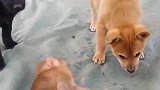 猴子旺财2老，吃俺老孙一招