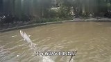 清道夫惹毛泰国人,直接被丢进鳄鱼池,数百只鳄鱼瞬间“发狂”