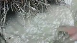 老塘排干水不见鱼，塘边枯草洞伸手掏，果然有大鱼窝！