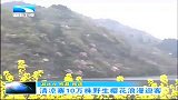 湖北新闻-20120409-清凉寨10万株野生樱花浪漫迎客