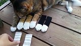 铲屎官给狸花猫做了几幅手套，猫咪看后一脸嫌弃：本喵丢不起那人