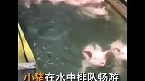 连猪都会游泳了，你凭什么不努力