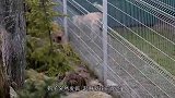 狗狗和猞猁第一次见面，隔着围栏互怼，下一秒憋住别笑