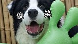 说实话，像你这么怕水的小狗，我也是第一次见