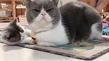 猫爸爸带女儿，既无奈还没办法的表情，笑坏了主人！