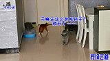 几只小奶猫第一次走出房间，见什么都好奇，猫爸爸愁的到处躲藏