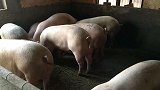 哈尔滨一养猪场突发大火 三百多头猪被烧死损失达百万