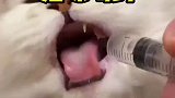 猫咪喝药喝到吐泡泡，终于体会到良药苦口