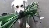 跨界友谊！印度一狗狗叼来鲜草给饥饿水牛喂食