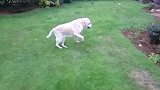 狗狗在和主人玩耍的过程中，接不到主人丢的东西，太搞笑了