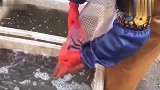 一锅酱炖泥鳅，连吃两碗米饭，太香了