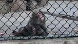 动物园猴子靠在围栏发呆，男子让它睁眼反而闭上眼