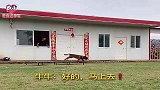 狗狗牛牛帮主人取水被金毛王子打小报告，牛哥踹门还是那么霸气！