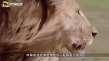 狮子从背后偷袭老虎，大战一触即发，究竟谁才是王者