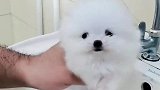 见过小狗狗洗澡吗