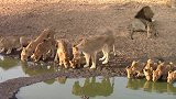 狮王的责任：保护狮群，在狮群喝水的时候，也要警戒