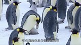 原来企鹅也有幼儿园，企鹅爸爸还要送孩子“上学”太真实了
