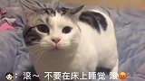 主人不让猫咪在床上睡觉，猫咪竟张口说人话：你滚