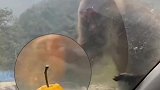 贪吃猴子。野生动物零距离