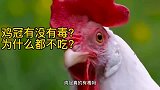 公鸡的红冠到底有没有毒为什么没人吃