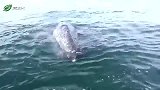 大海上，灰鲸主动靠近人类，只是为了亲近亲近？