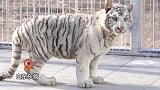 珍稀虎种白虎雪虎上岗营业