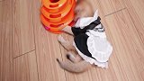 给小公猫穿女仆装，全程嗷嗷叫超生气！