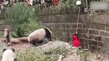 小伙偷偷进入熊猫园，忍不住摸了摸熊猫，结果一发不收拾