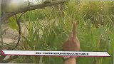 肖战被爆新舞台演唱《少年》，解锁星火传承人新身份