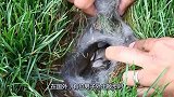 男子草地发现一坨枯草，打开发现竟然是一窝小兔，男子的举动有爱