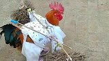 大公鸡：当鸡也不容易呀！