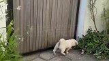 院里跑来两只小狗狗，看看他们是怎么进来的