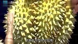 挑榴莲别买开裂的了，教你个方法挑“母”榴莲，保证好吃肉多又厚
