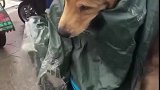 金毛：铲屎的，我连一件像样的雨衣都没有！