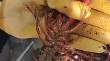厨师处理龙虾熟能生巧，大家学会了吗