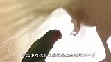 主人养了只鸡当宠物，家里的小鸟吃醋了，下一秒忍住别笑