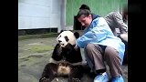 第一次与熊猫亲密接触的老外，已经控制不住自己情绪了