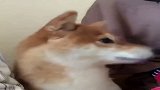 带家里柴犬去打针，它一看见针头就吓成震动模式
