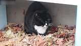 蹲在草窝的猫咪，看这圆圆的一团，感觉好委屈呀！