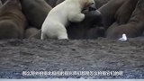 北极熊发现玻璃笼中的男子，下一秒意外出现，镜头拍下全过程