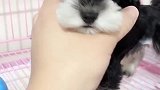等你耳朵挺直了会更美