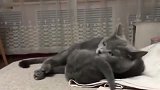 小奶猫：妈你跟我说实话，我是亲生的不