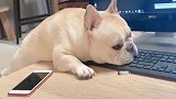 斗牛犬：别笑了快点救我下来